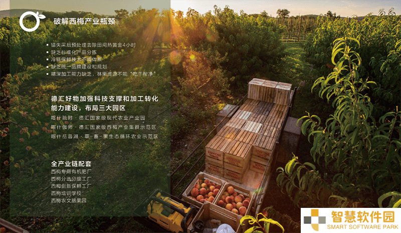 西梅崛起：小众水果如何蜕变为功效超群的“超级食物”？